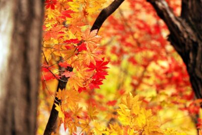 タックスレター11月号　更新しました！